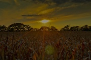 29th Sep 2012 - Cornfield Sunset