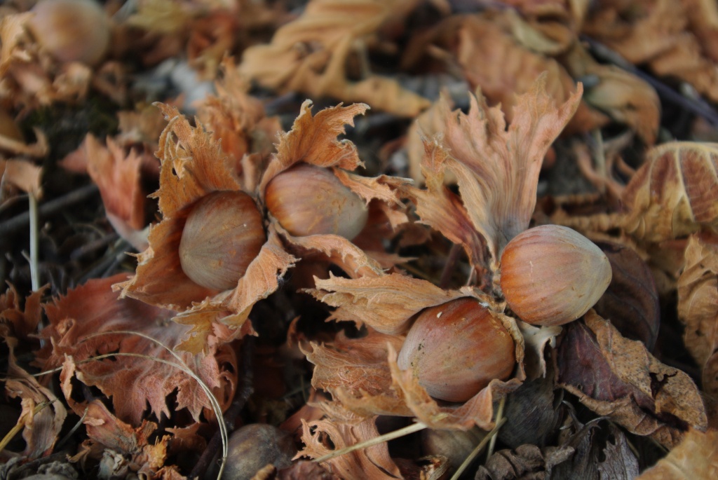 Hazelnuts/Filberts by vickisfotos