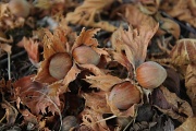 29th Sep 2012 - Hazelnuts/Filberts