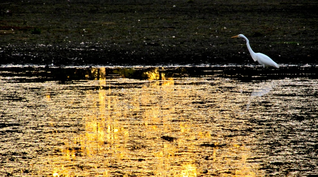 Egret at Sunset by houser934