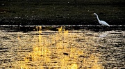 29th Sep 2012 - Egret at Sunset