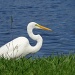 Secret Lake Egret by alophoto