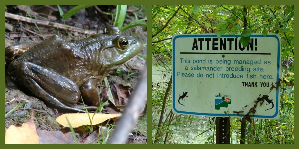 Salamander pond by brillomick