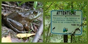 28th Sep 2012 - Salamander pond