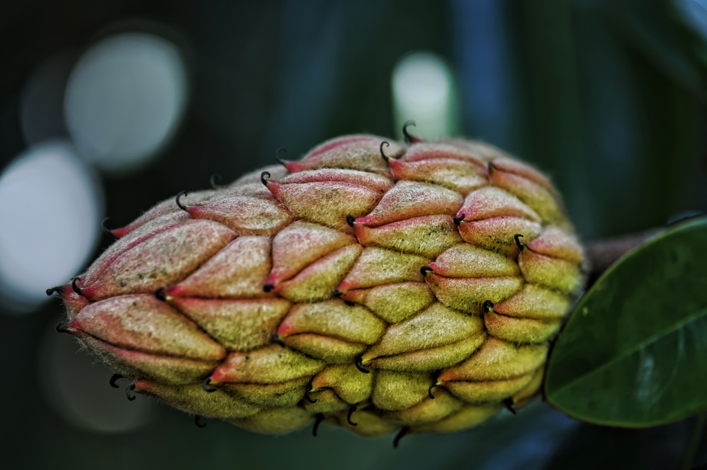 Magnolia Seed Pod by lstasel