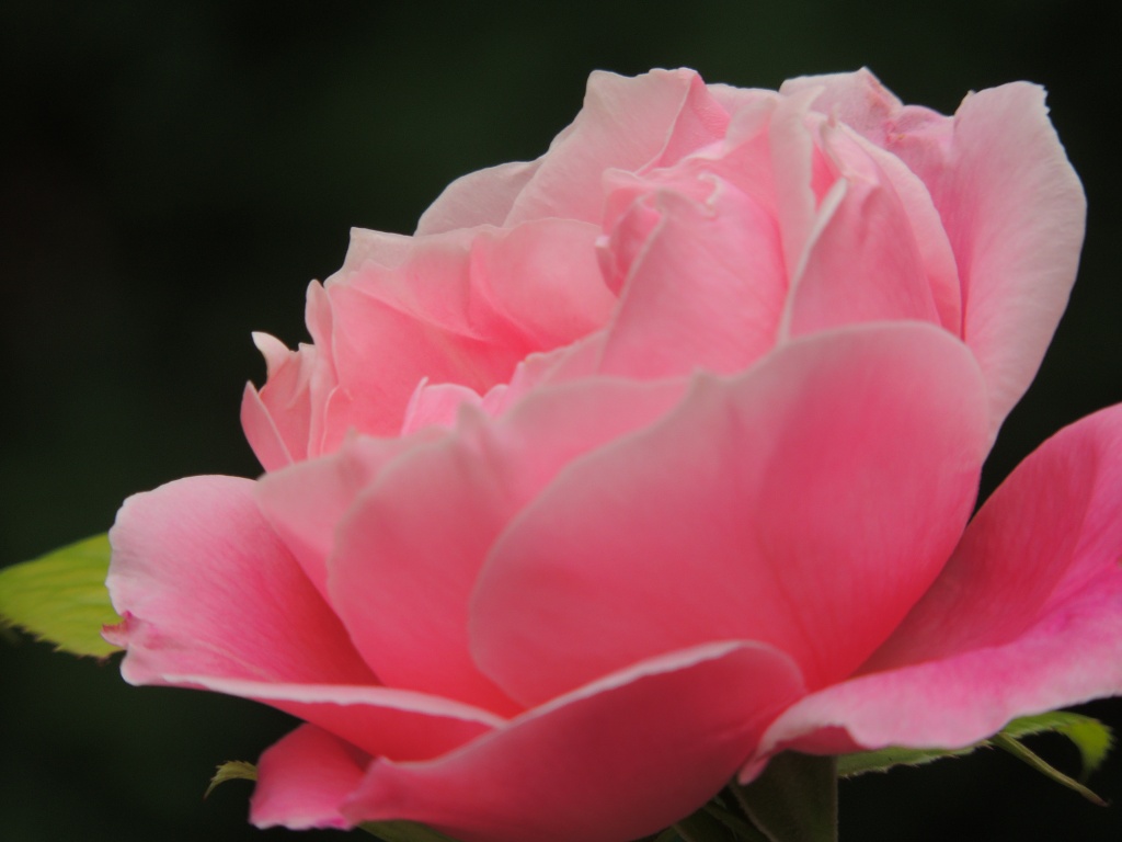 Pretty in pink by rosiekind