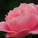 Pretty in pink by rosiekind