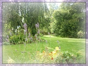 30th Sep 2012 - lavender and light