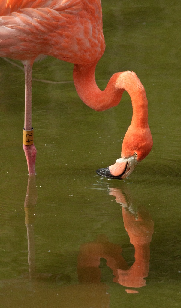 Flamingo feeding by dulciknit