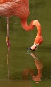 28th Sep 2012 - Flamingo feeding