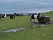 30th Sep 2012 - Ponies on the moor  