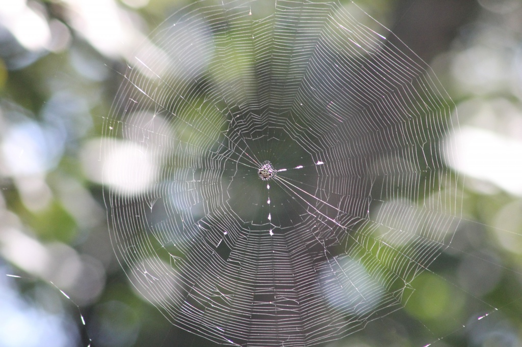 Spider Web with Smiley Face Spider by tara11
