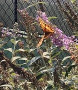 27th Sep 2012 - Butterfly at tennis court