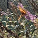 Butterfly at tennis court by tara11