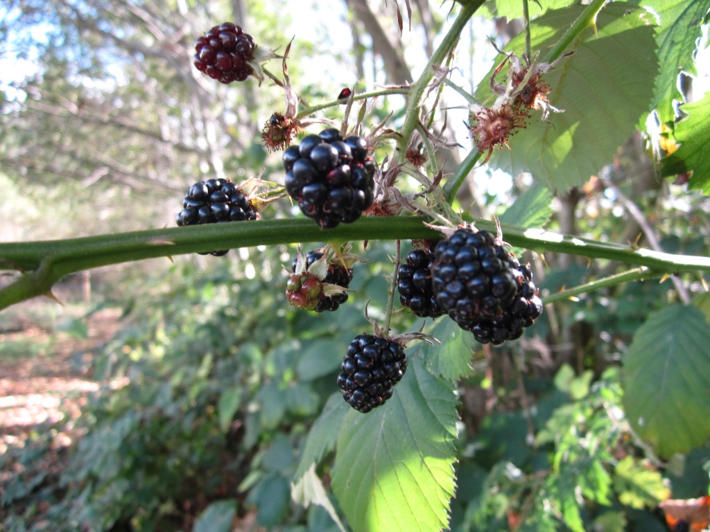 Blackberries by pamelaf