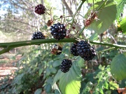 30th Sep 2012 - Blackberries