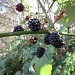 Blackberries by pamelaf