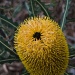 Banksia by fillingtime