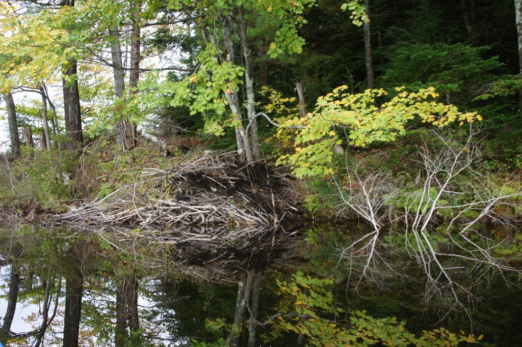 Active Beaver Lodge by rob257
