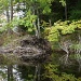 Active Beaver Lodge by rob257