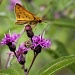 How do you measure a Fiery Skipper? by cjwhite