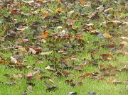 30th Sep 2012 - Leaves on Ground 9.30.12