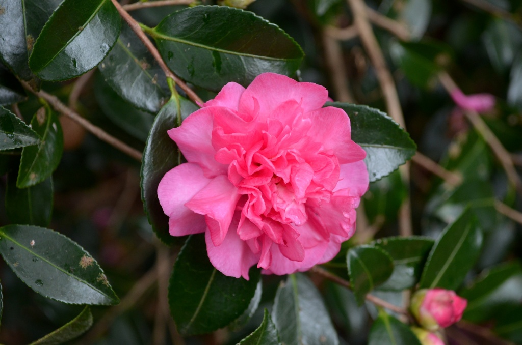 The earliest blooming of our camellias here in Charleston, the stunningly beautiful Sasanqua camellia, are in full display at the gardens now. by congaree