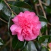 The earliest blooming of our camellias here in Charleston, the stunningly beautiful Sasanqua camellia, are in full display at the gardens now. by congaree