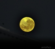 1st Oct 2012 - yellow moon