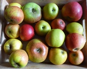 30th Sep 2012 - Beautiful English Apples