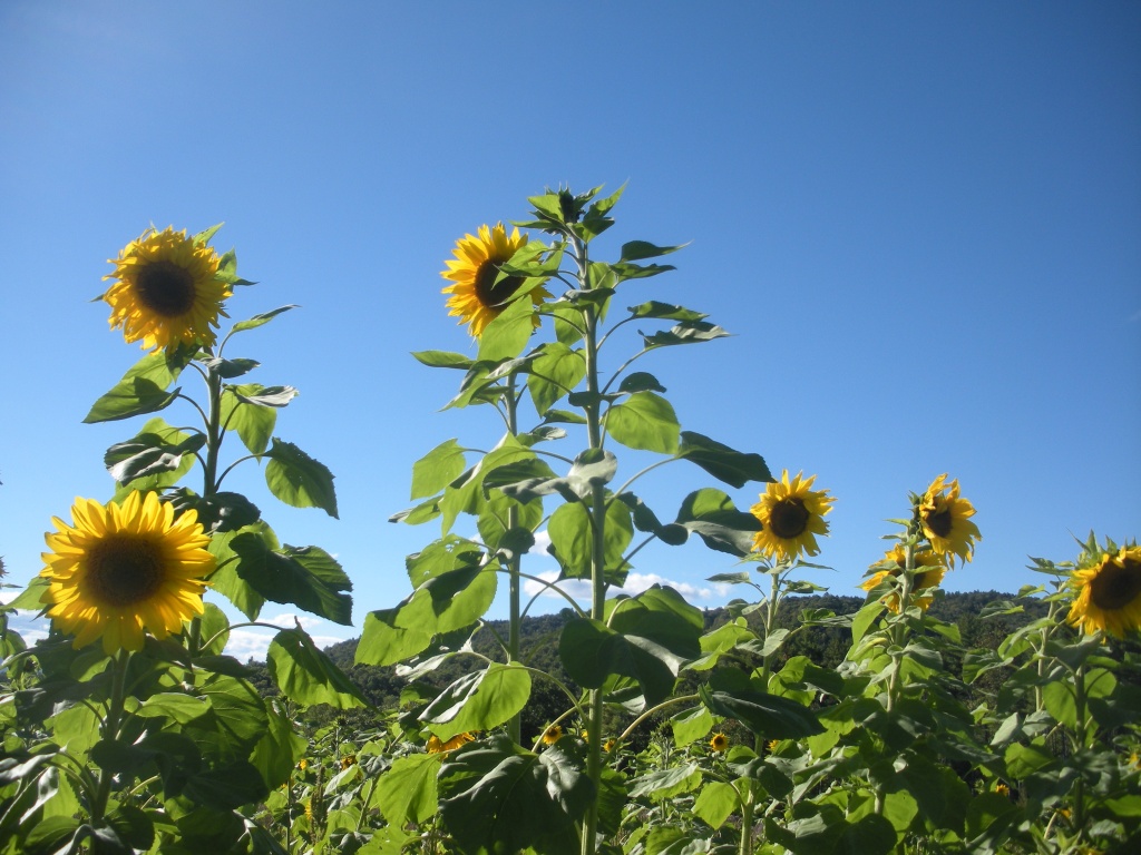 Sunflowers by klh