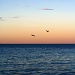 Sunset Flight by nicolecampbell