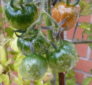 1st Oct 2012 - Sad tomatoes in the rain