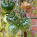 Sad tomatoes in the rain by lellie