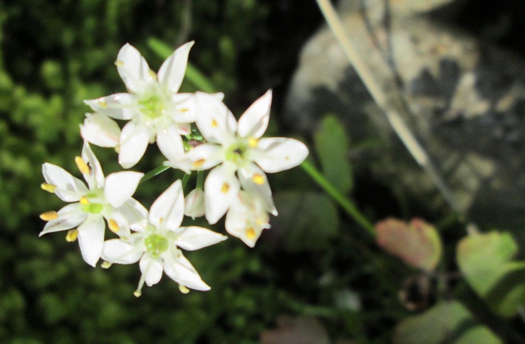 wild garlic flower in the garden by quietpurplehaze