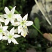 wild garlic flower in the garden by quietpurplehaze
