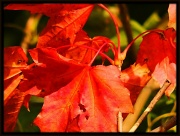 1st Oct 2012 - Red is the colour