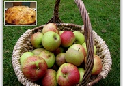 1st Oct 2012 - Apple harvest