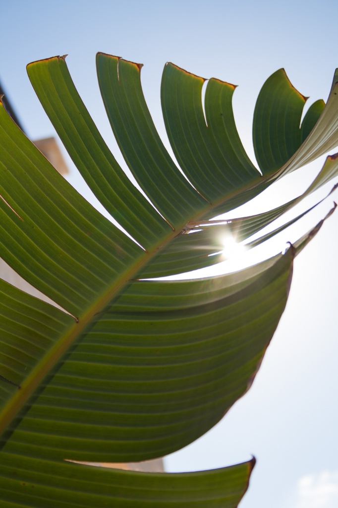 palm light by peadar