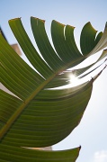 22nd Sep 2012 - palm light