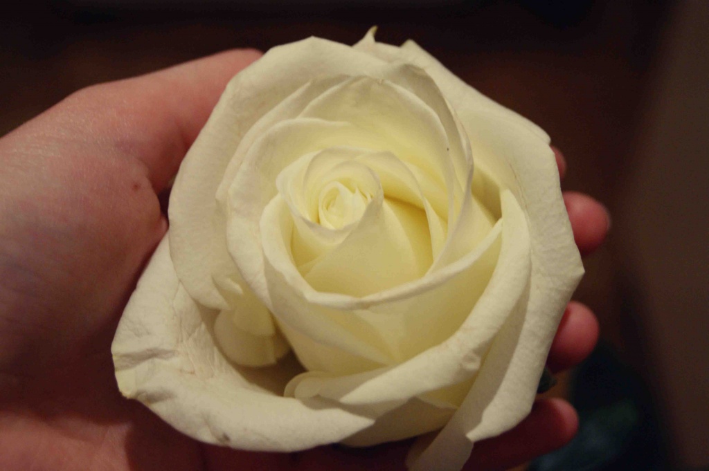 October started with a white rose from a loved by inspirare