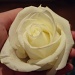 October started with a white rose from a loved by inspirare