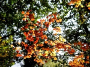 1st Oct 2012 - A tapestry of autumn leaves.