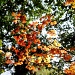 A tapestry of autumn leaves. by snowy