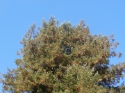 1st Oct 2012 - Tree tops again