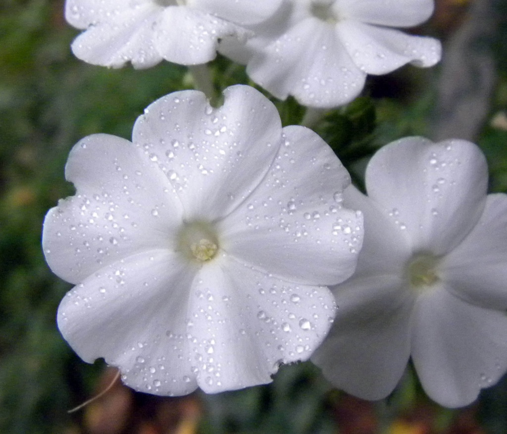 Phlox "David" by sunnygreenwood