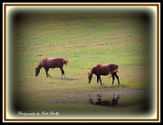 17th Sep 2012 - horses