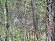 1st Oct 2012 - A little deer