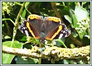 2nd Oct 2012 - Red Admiral