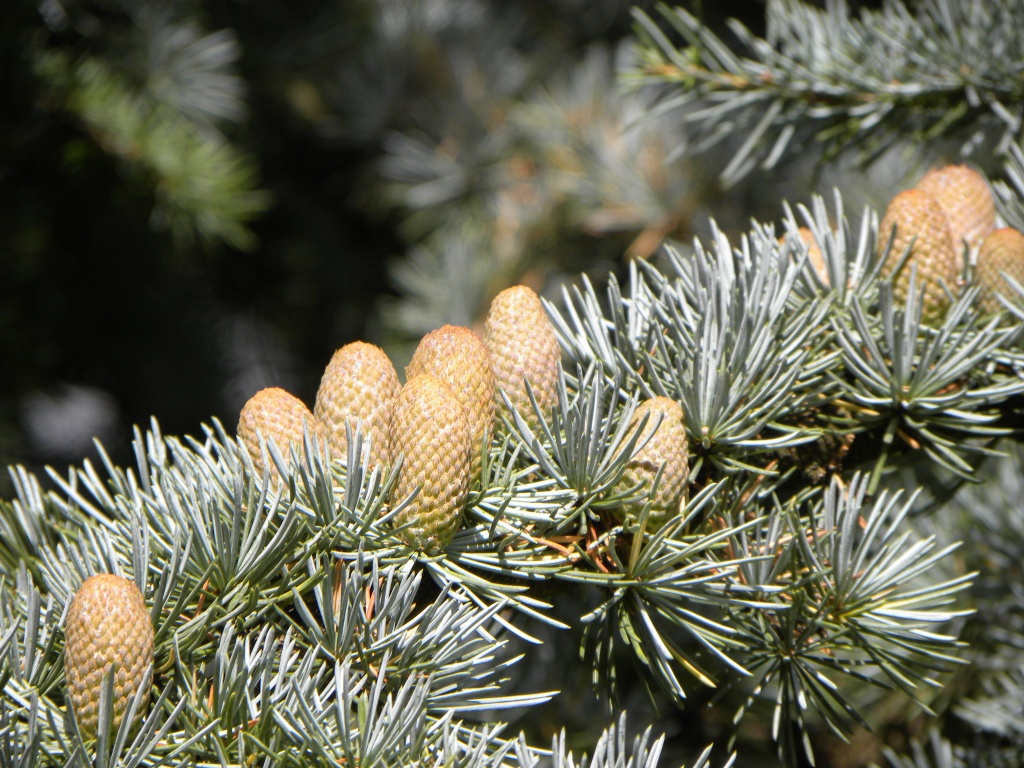 Pine cones by oldjosh